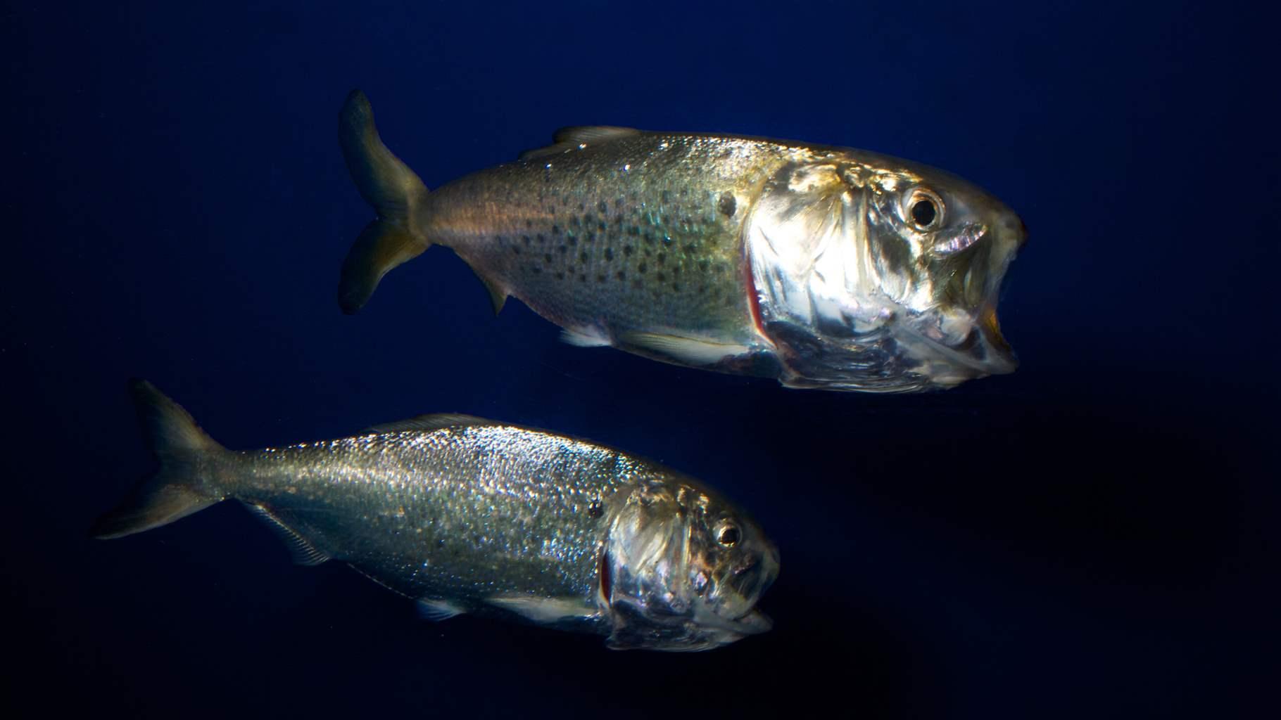 Advancing Ecological Reference Points For Menhaden Using An Ecosystem ...