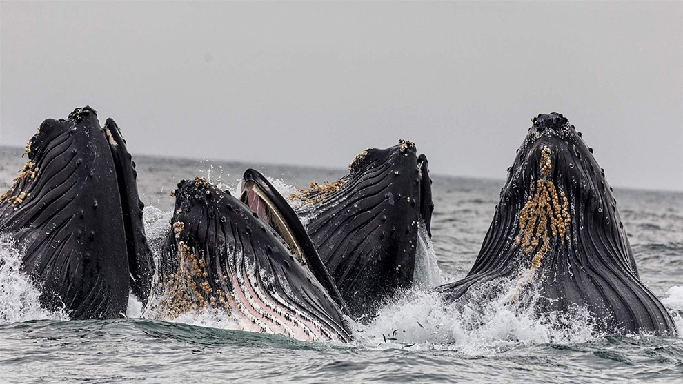 Marine Mammal Bycatch Working Group | Lenfest Ocean Program