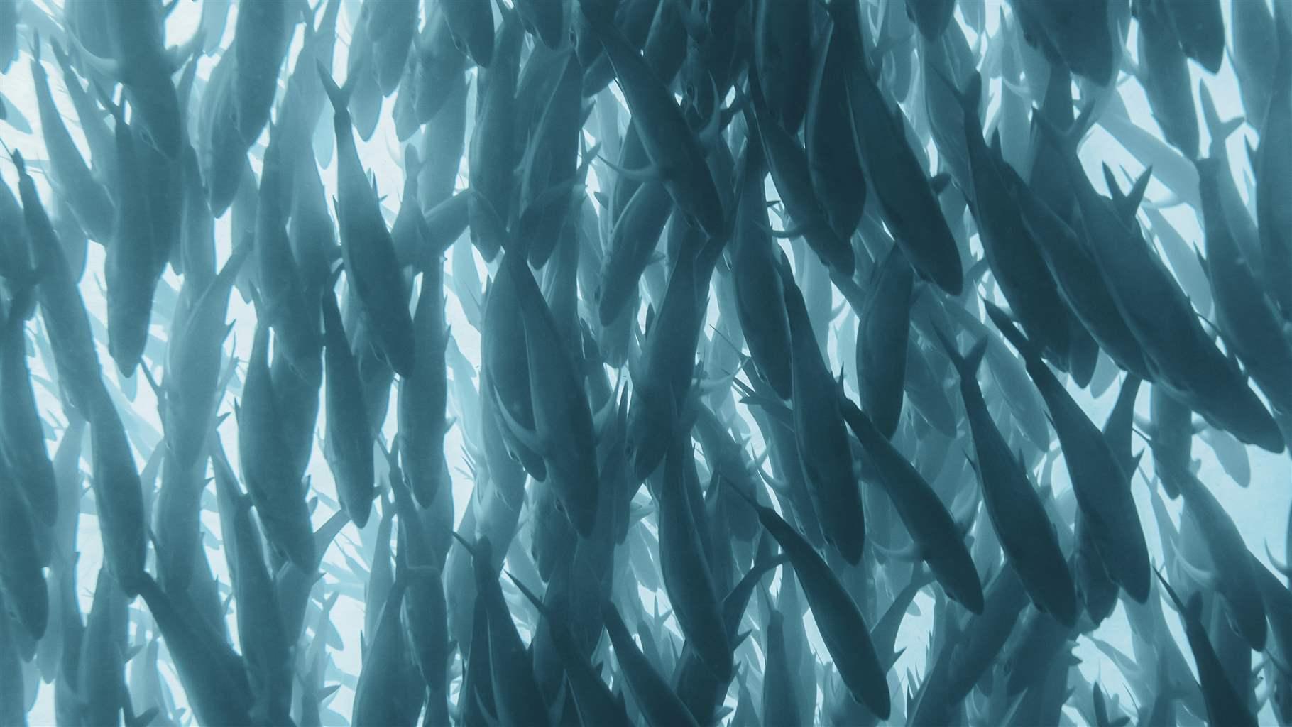 Crafting Models to Predict Near-Term Fisheries Shifts Under Climate ...