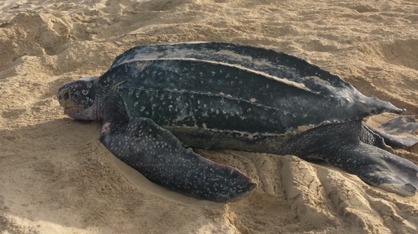 Webinar: Assessing threats to leatherback turtle populations in the ...